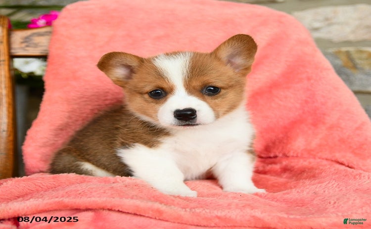 Welsh Corgi Pembroke dogs for sale - Ad 3