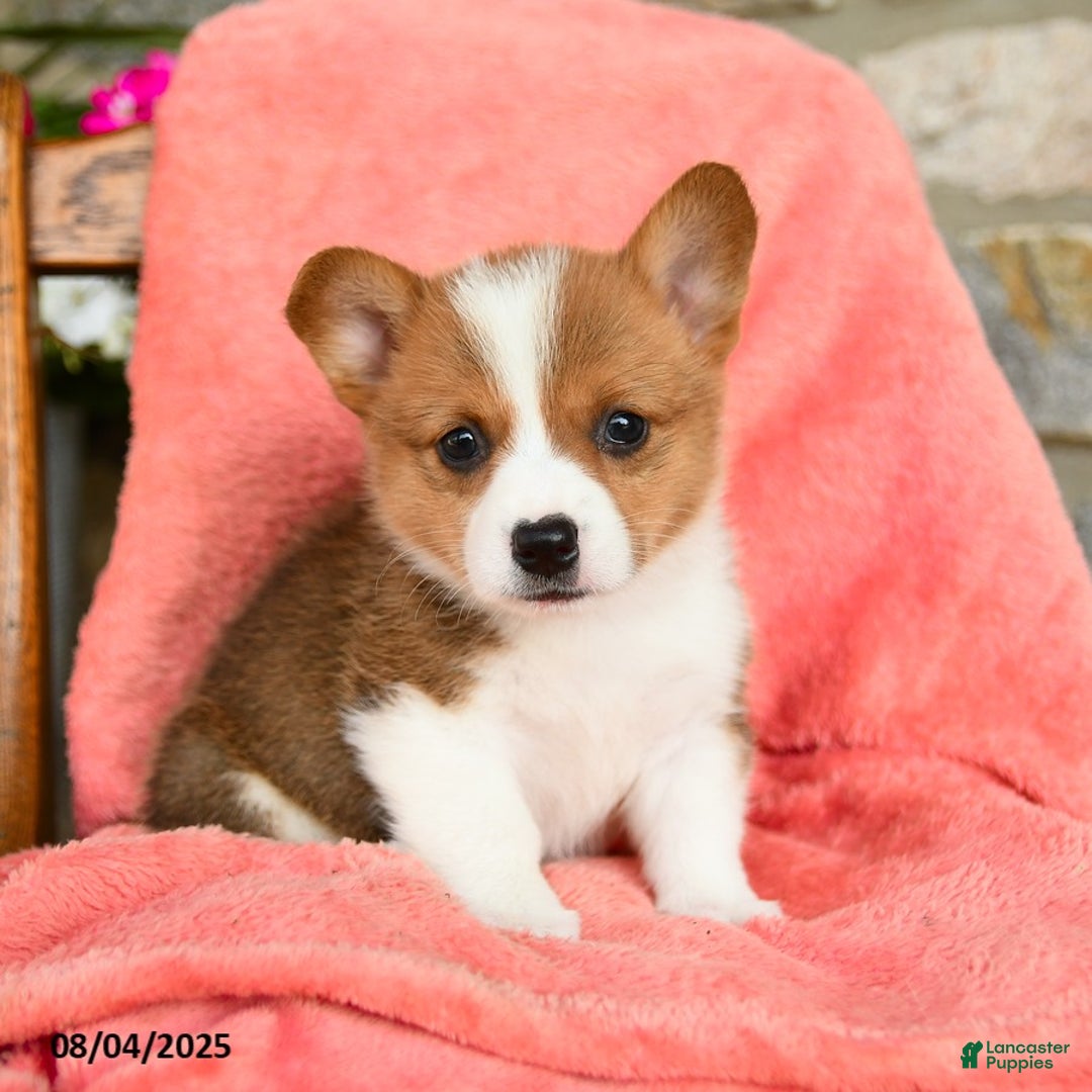 Welsh Corgi Pembroke dogs for sale: Vera Akc - Image 1