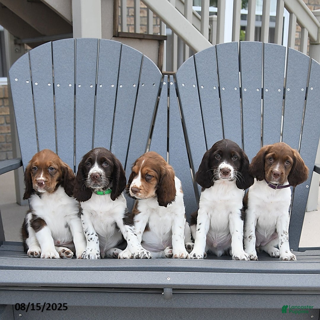 English Springer Spaniel dogs for sale: Carter - Image 2