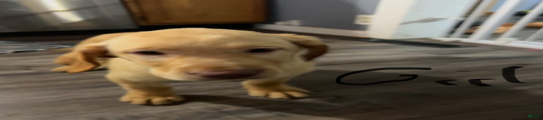 Pop