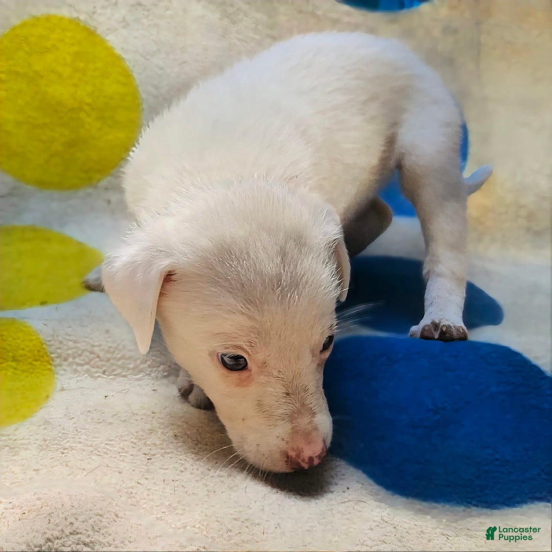 Border Collie dogs for sale: Hissy - Image 15
