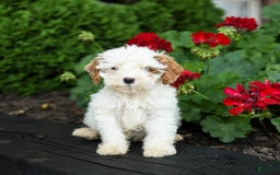 Cavapoo dogs for sale: Smores - Image 5