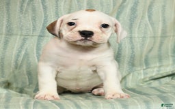 Beabull dogs for sale: Kelly - Image 4