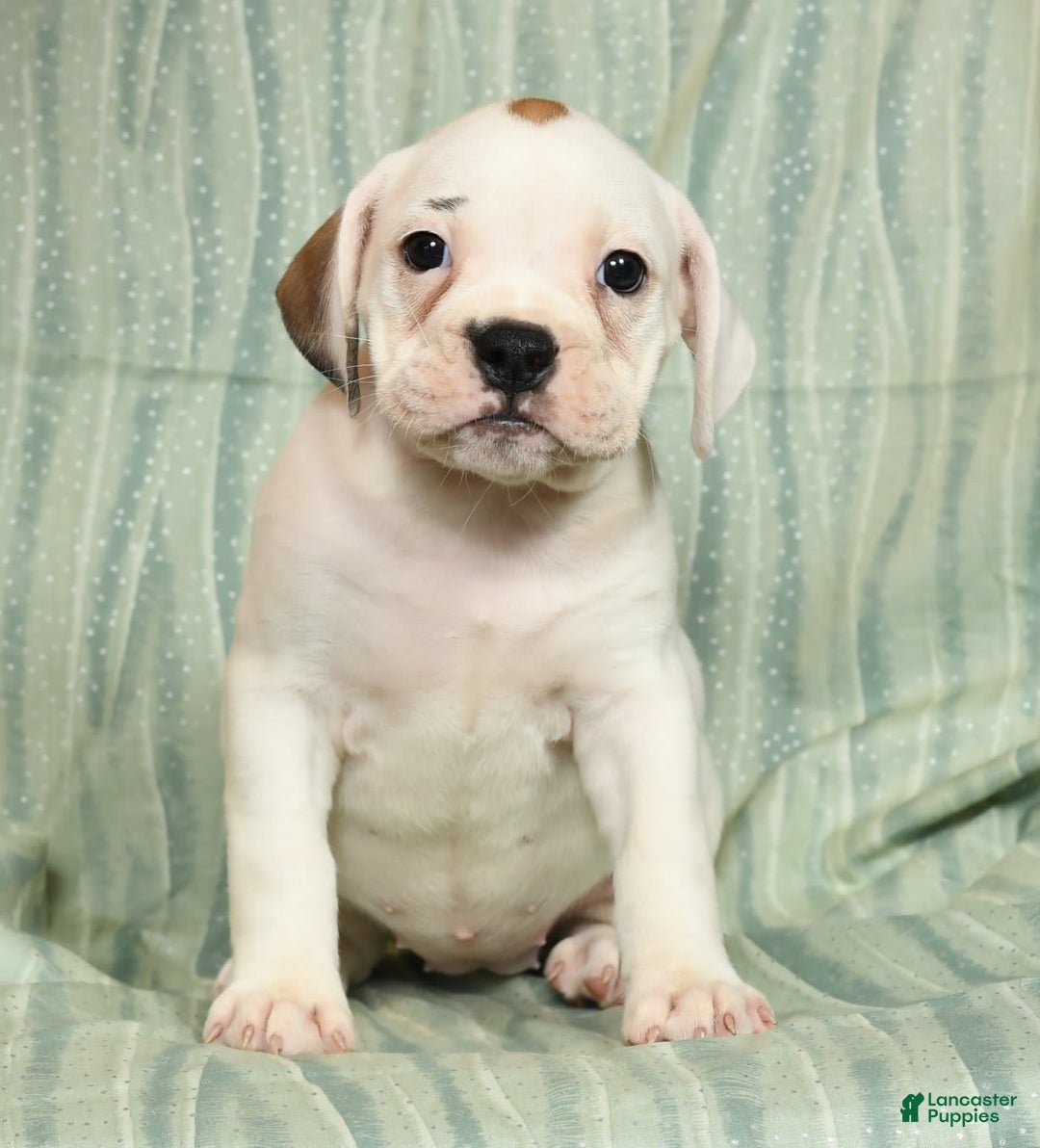 Beabull dogs for sale: Kelly - Image 4