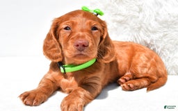 Dachshund dogs for sale: Konrad - Image 1