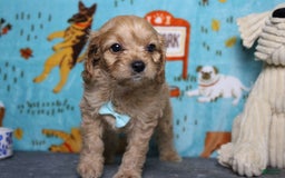 Cavapoo dogs for sale: Phoenix - Image 17