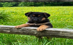 German Shepherd dogs for sale: Drama Girl - Image 7