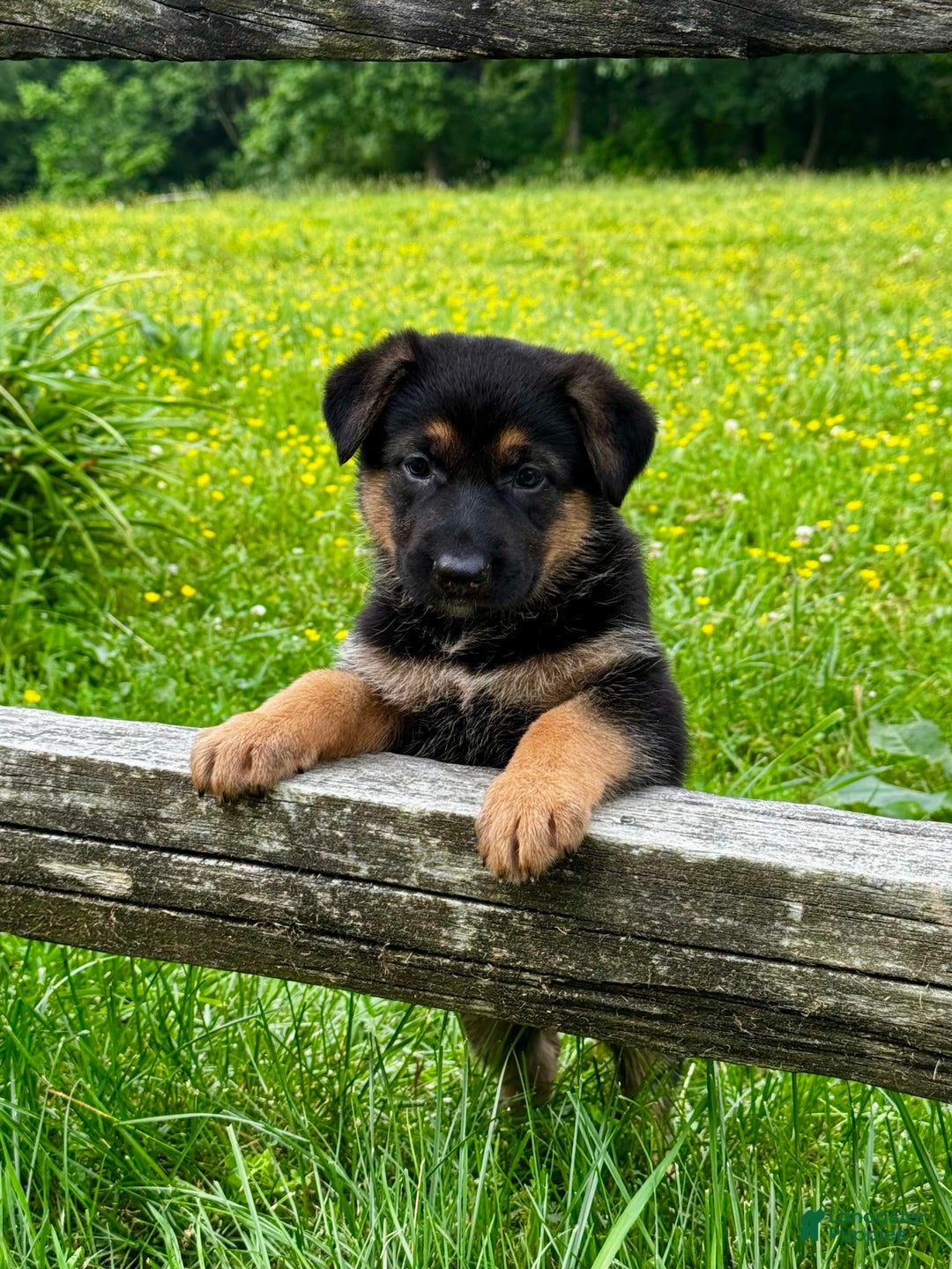 German Shepherd dogs for sale: Drama Girl - Image 7