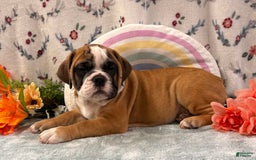 English Bulldog dogs for sale: Donald 0421 - Image 4