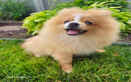 Pomeranian dogs for sale: Sampson - Image 3