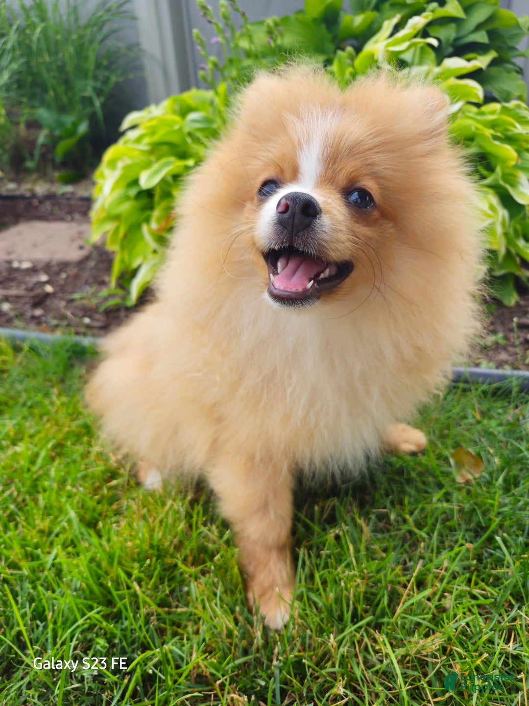 Pomeranian dogs for sale: Sampson - Image 3