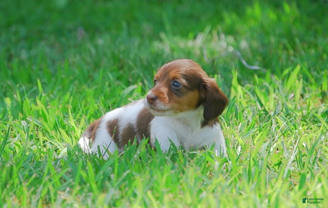 Dachshund dogs for sale: Akc Dolly - Image 4