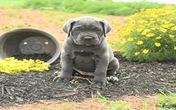 Cane Corso dogs for sale: Indie - Image 9