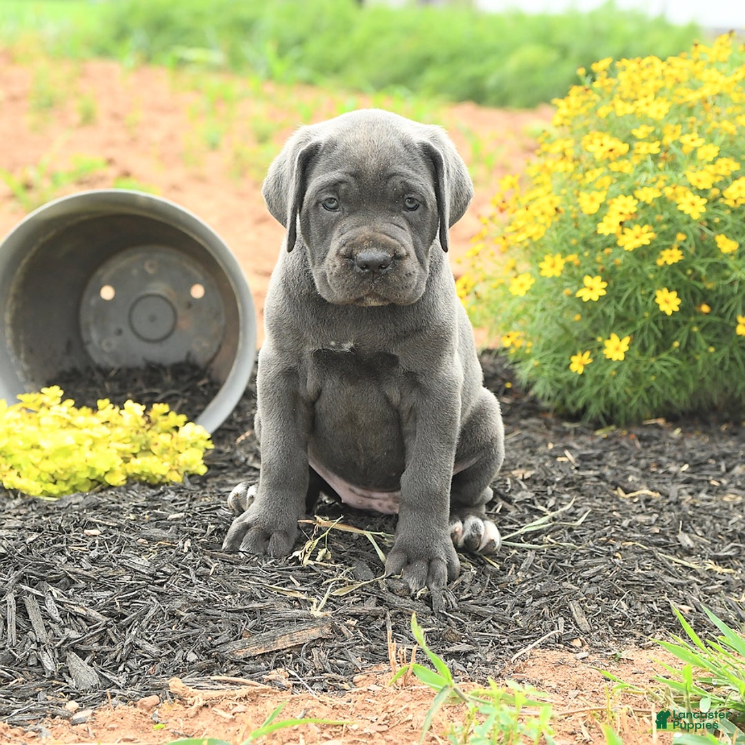 Cane Corso dogs for sale: Indie - Image 9