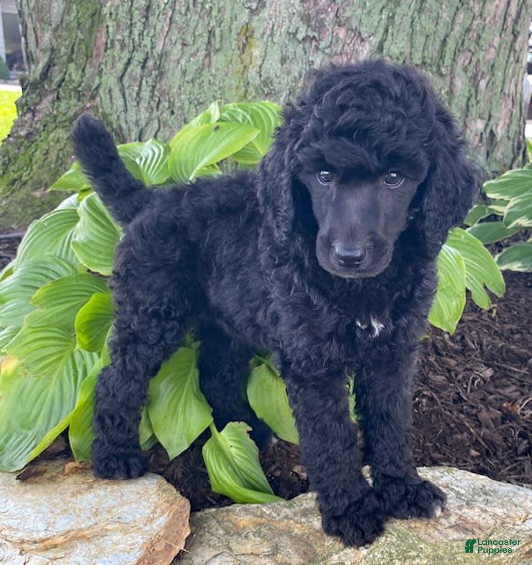 Standard Poodle dogs for sale: Royce - Image 5