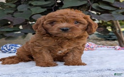 Cavapoo dogs for sale: Loki - Image 13