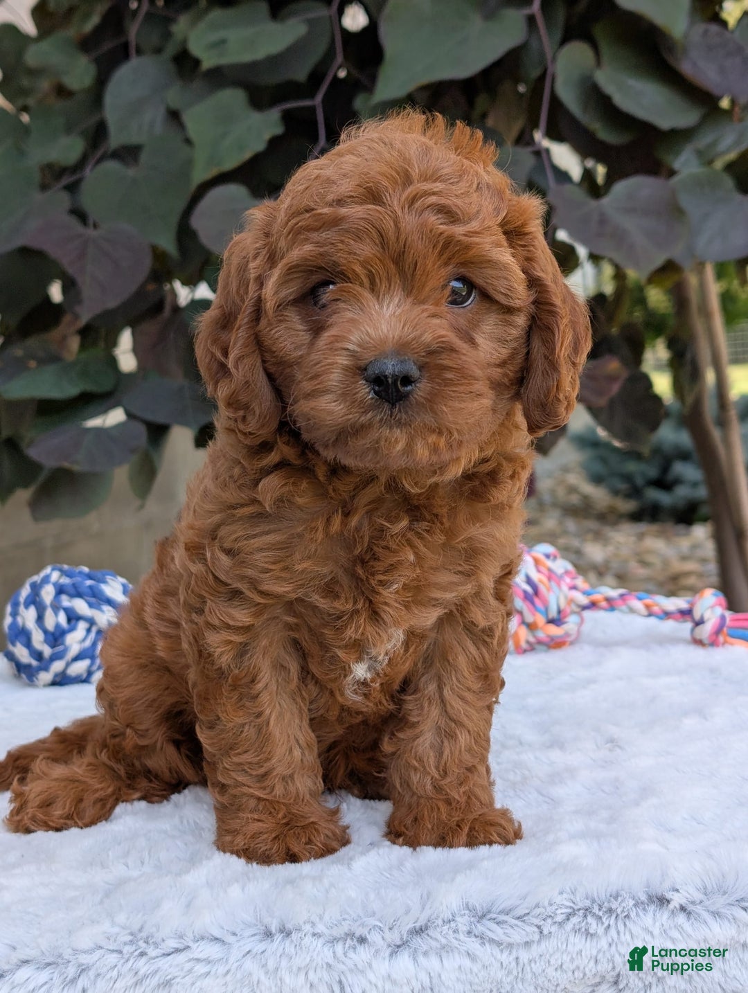Cavapoo dogs for sale: Loki - Image 13
