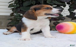 Beagle dogs for sale: Benji - Image 12