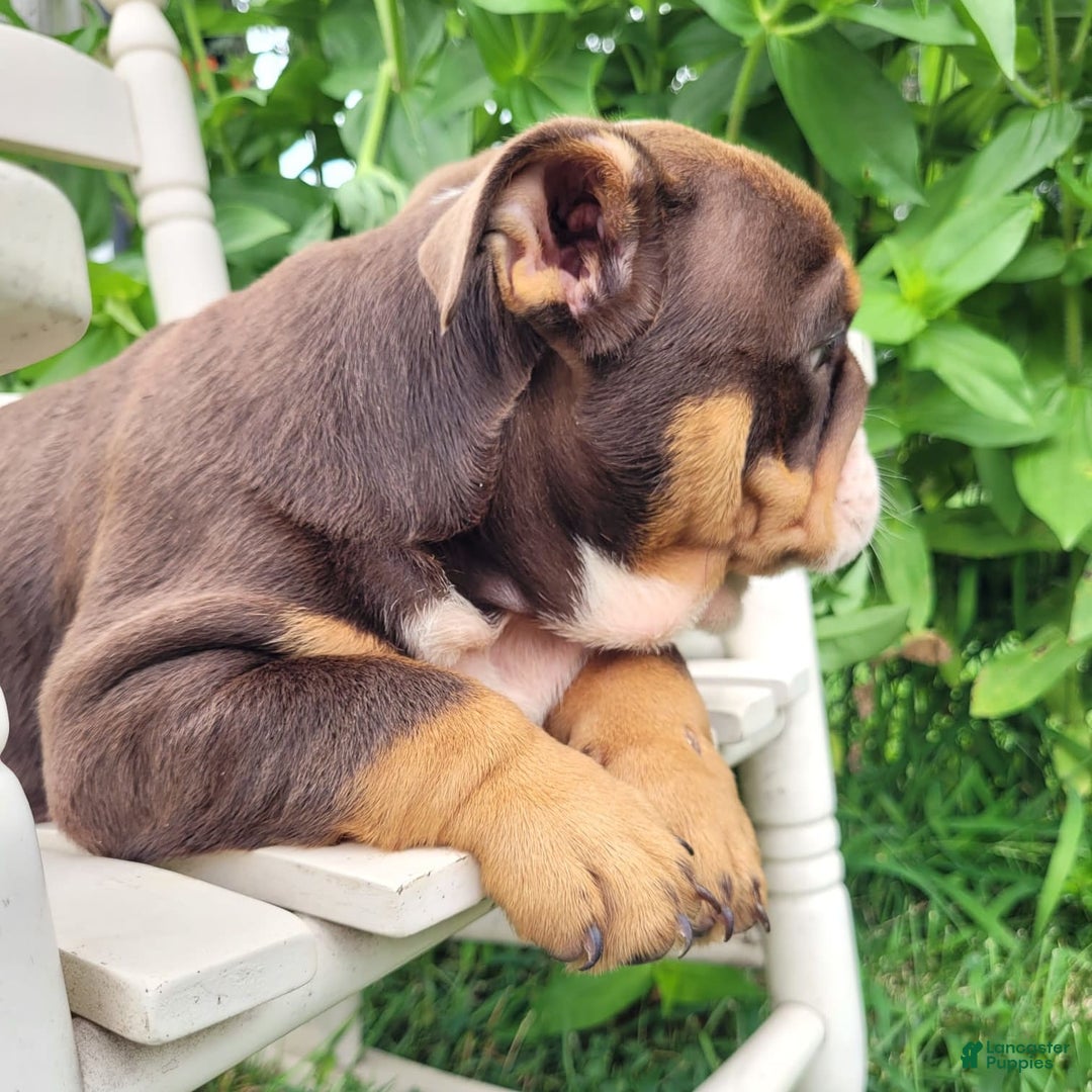 English Bulldog dogs for sale: Sadie - Image 15
