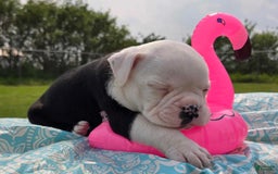 Olde English Bulldogge dogs for sale: Roger - Image 1