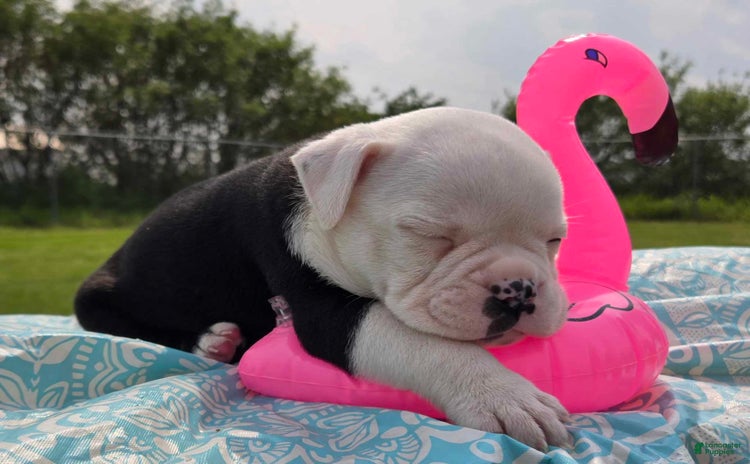 Olde English Bulldogge dogs for sale - Ad 3