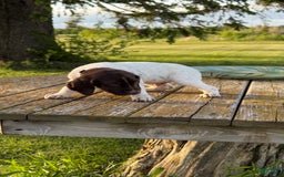 German Shorthaired Pointer dogs for sale: Ozzy - Image 1