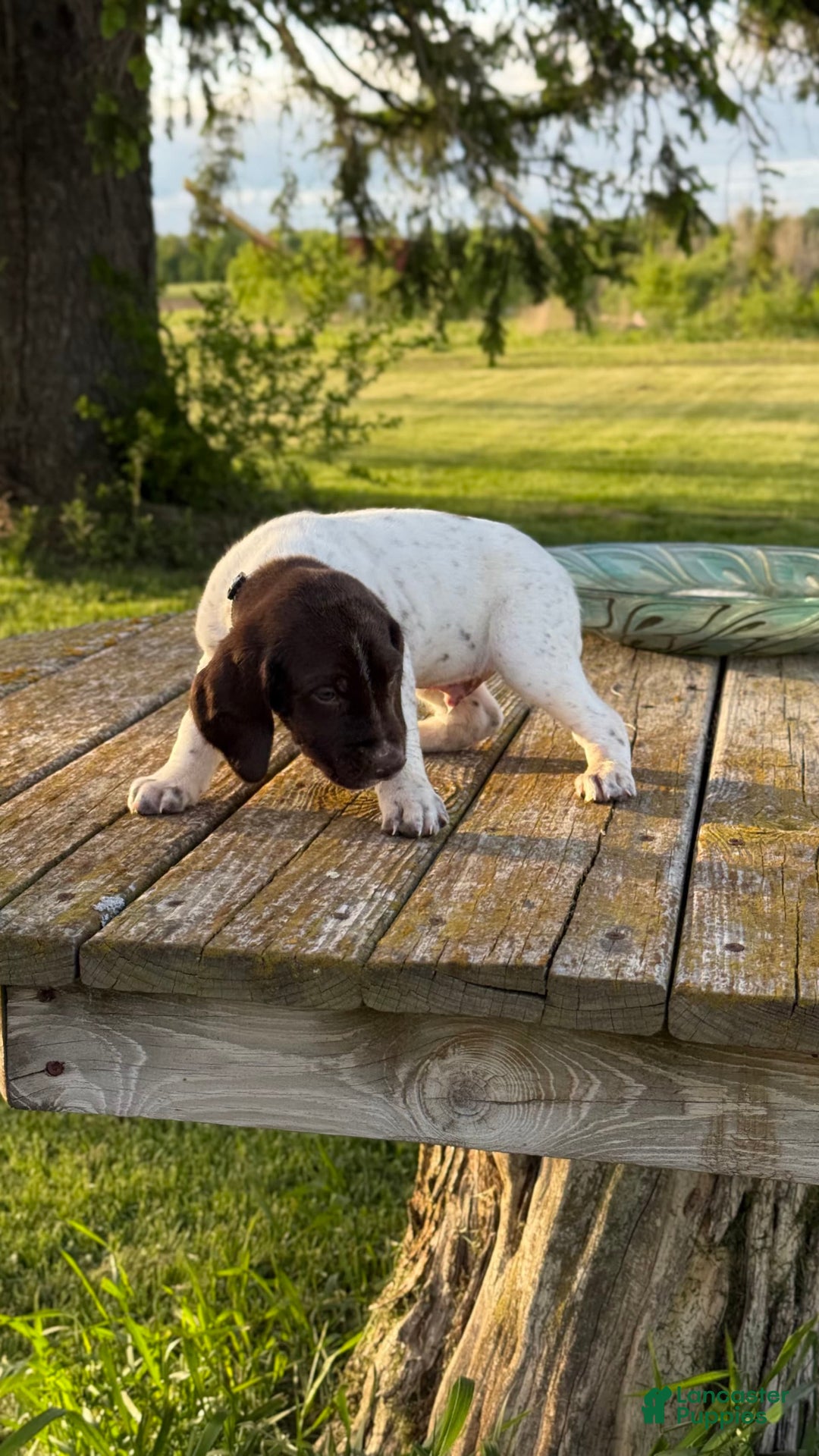 German Shorthaired Pointer dogs for sale: Ozzy - Image 1