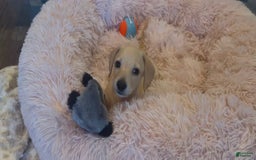 Miniature Dachshund dogs for sale: Miniature Dachshund 3 puppies - Image 5