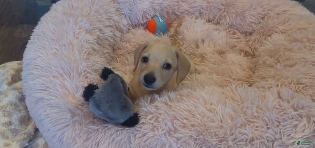 Miniature Dachshund dogs for sale: Miniature Dachshund 3 puppies - Image 5