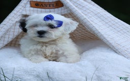 Shihpoo dogs for sale: Captain - Image 14