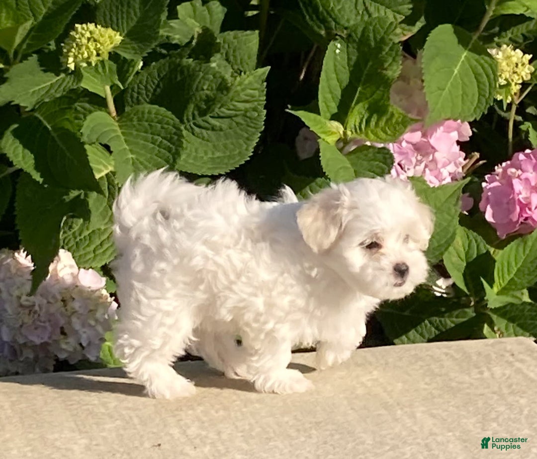 Coton De Tulear dogs for sale: Button - Image 16