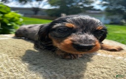 Dachshund dogs for sale: Juno - Image 2