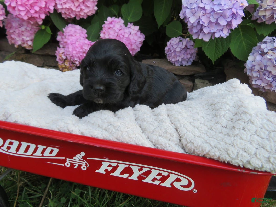 Cocker Spaniel dogs for sale: Leo - Image 4