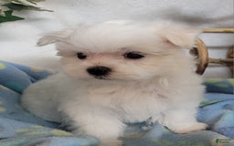 Maltese dogs for sale: Alex - Image 5