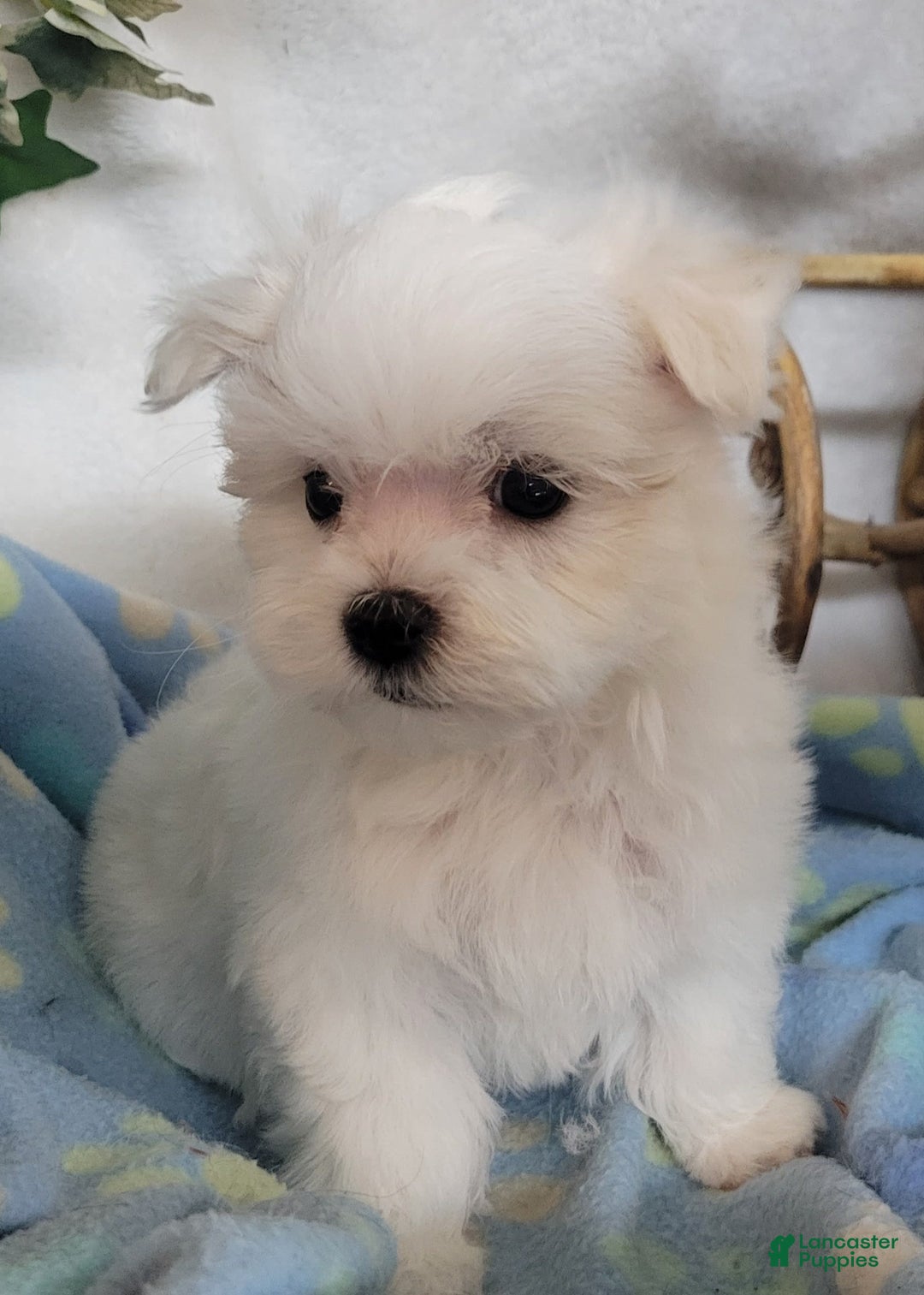 Maltese dogs for sale: Alex - Image 5
