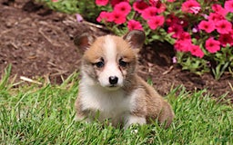 Welsh Corgi Pembroke dogs for sale: Kendra - Image 3