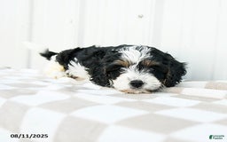Cavapoo dogs for sale: Vermont - Image 4