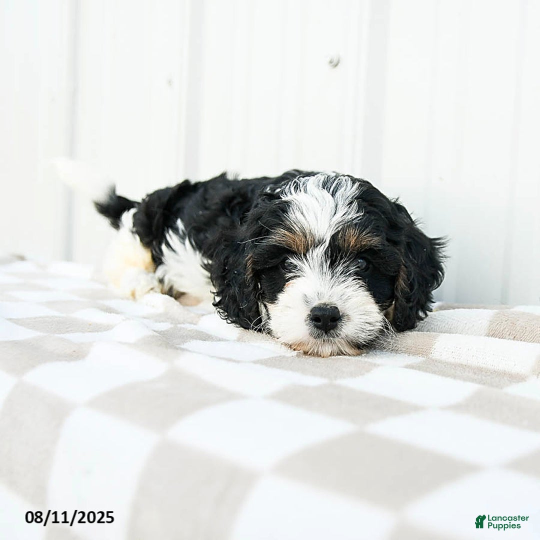 Cavapoo dogs for sale: Vermont - Image 4