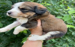 Bernedoodle dogs for sale: 🌸pink Pineapple - Image 7