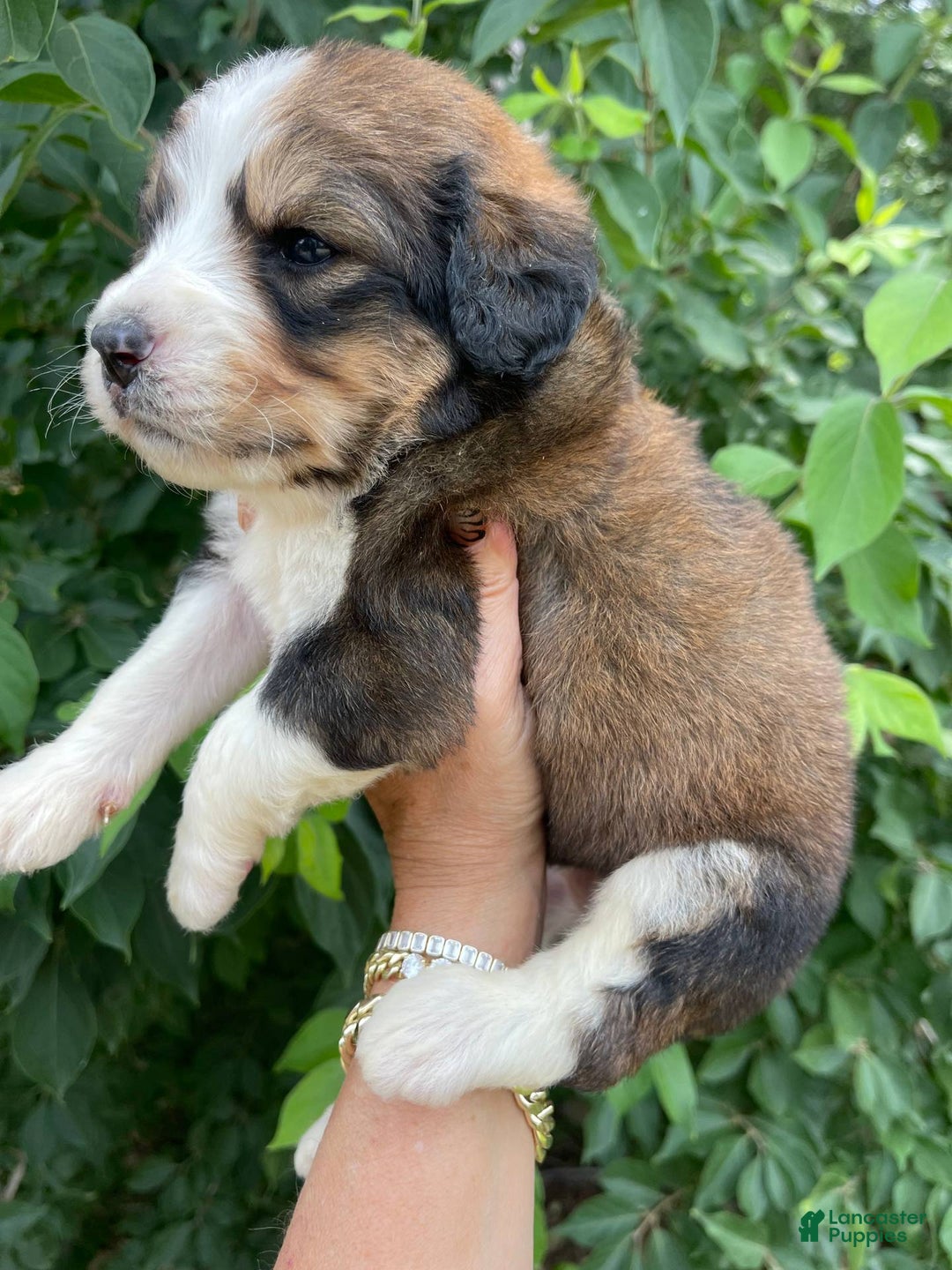 Bernedoodle dogs for sale: 🌸pink Pineapple - Image 7