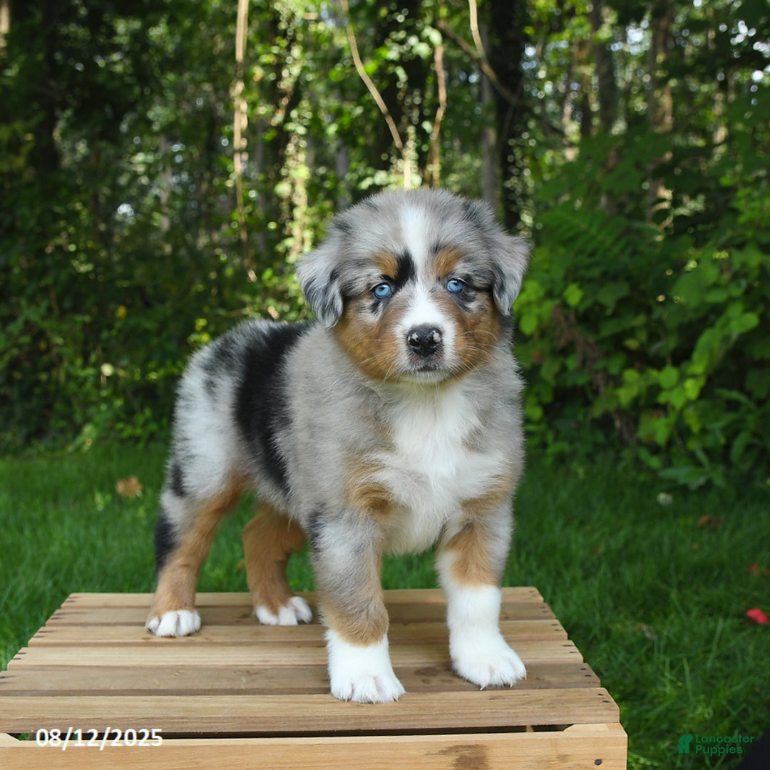 Australian Shepherd dogs for sale: Adrian - Image 5