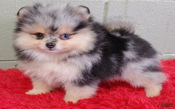 Pomeranian dogs for sale: Oliver - Image 8