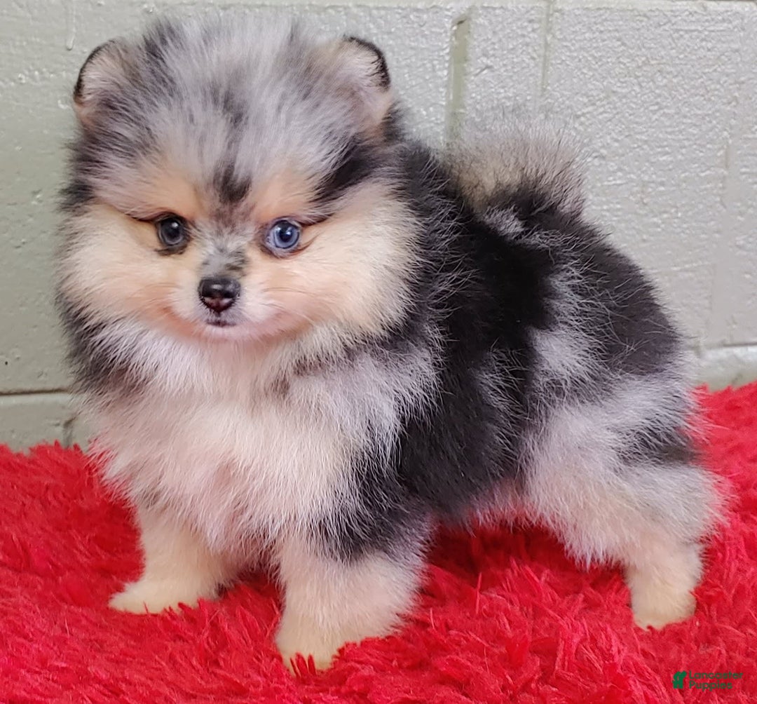 Pomeranian dogs for sale: Oliver - Image 8