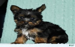 Yorkshire Terrier dogs for sale: Annabelle - Image 5