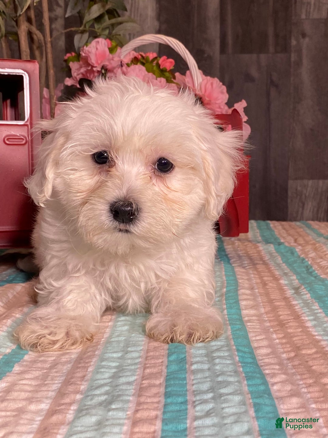 Havanese dogs for sale: Harry - Image 1