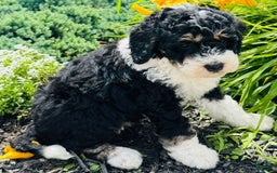 Bernedoodle dogs for sale: Sandy - Image 1
