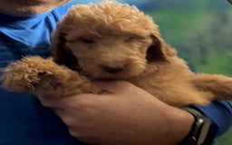Goldendoodle dogs for sale: Luna - Image 19