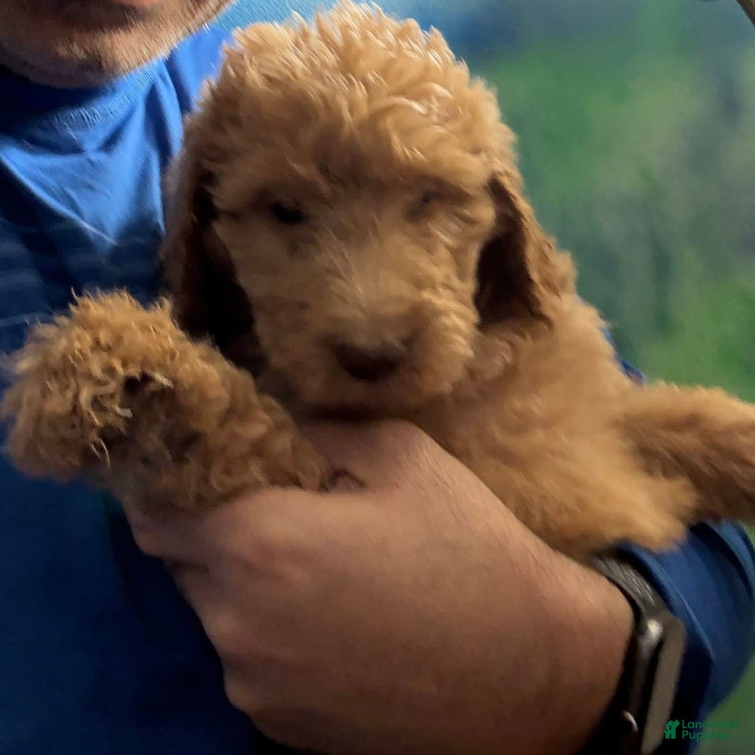 Goldendoodle dogs for sale: Luna - Image 19