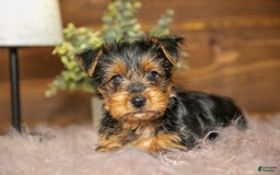 Yorkshire Terrier dogs for sale: Darcy - Image 2