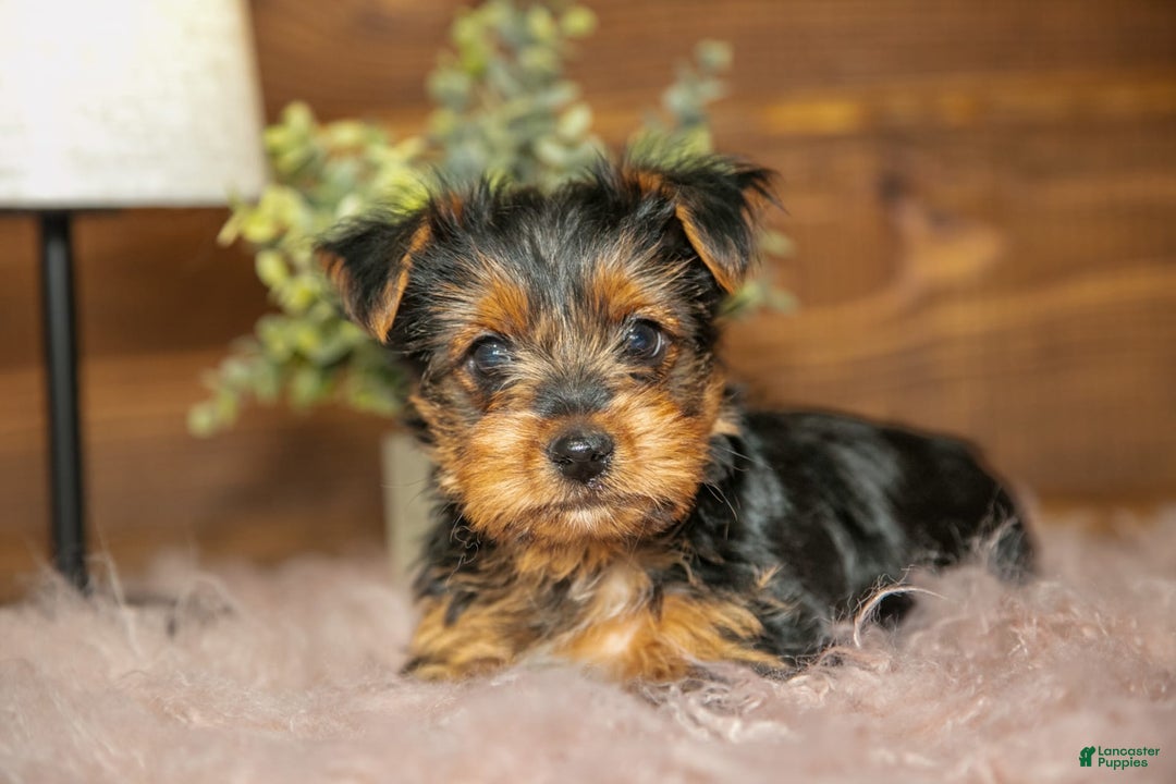 Yorkshire Terrier dogs for sale: Darcy - Image 2